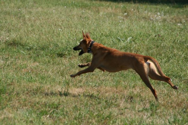 Antijagdtraining Hundeschule &quot;Leinen los!&quot;